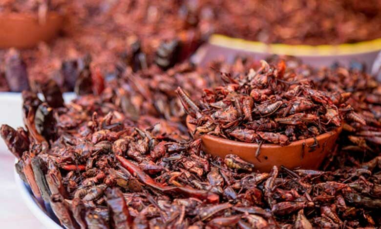 Con harina de chapulines, estudiantes buscan combatir la desnutrición