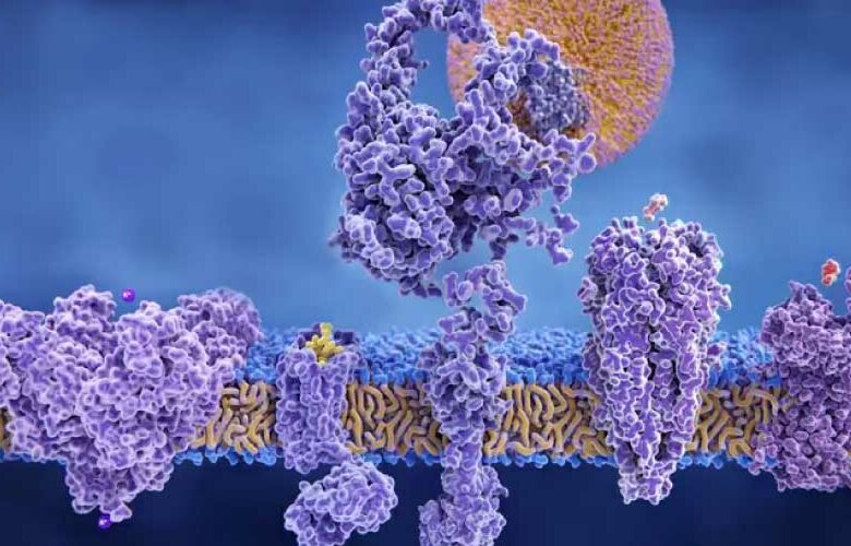 Qué son las lipoproteínas y cómo impactan en tu salud
