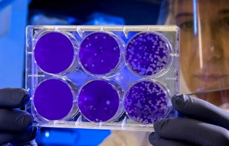 La otra cara de los virus: no sólo afectan la salud, también la protegen