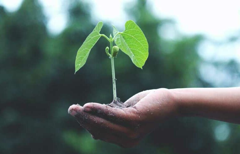 Cómo cuidar la naturaleza: respetar y conservar especies y ecosistemas