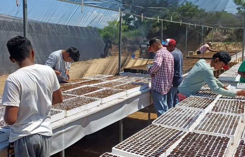 Siembra de planta de Jamaica en San José del Progreso