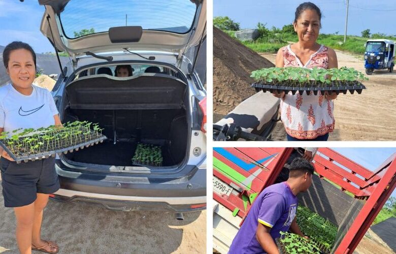 Entrega de planta de Jamaica a pequeños productores de la Costa