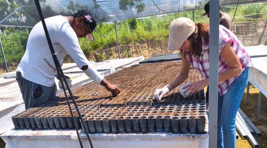 Donan semillas de limón para vivero en Villa de Tututepec
