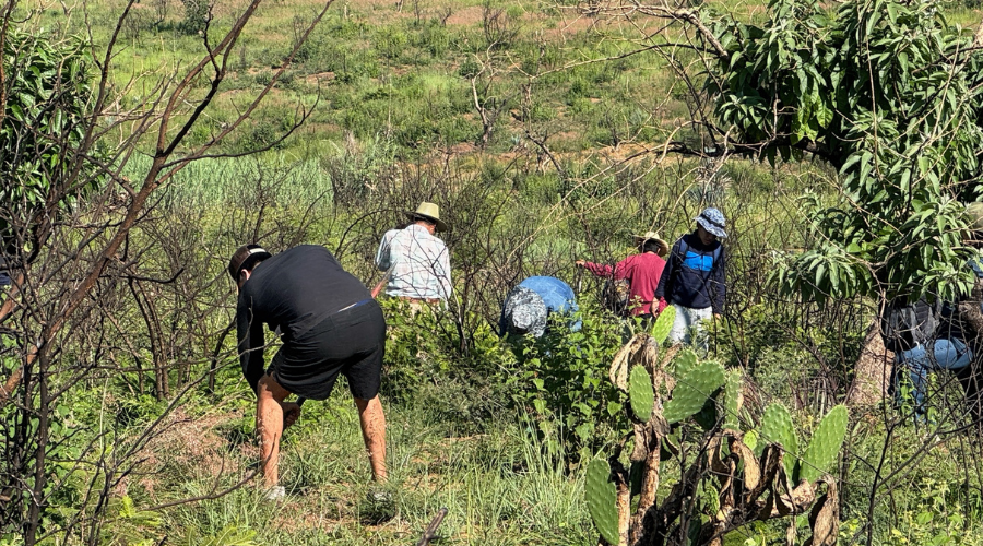 Reforestan Santa Catalina de Sena tras incendio reciente