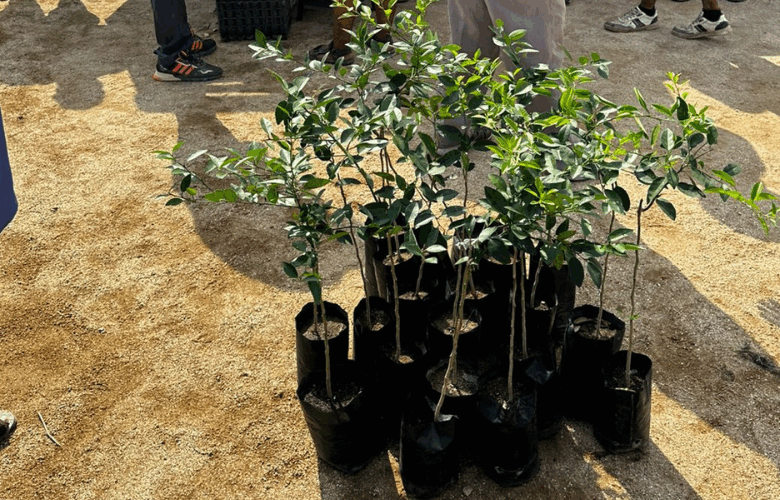 Productores de la Costa reciben plantas de limón mexicano