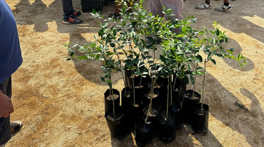 Productores de la Costa reciben plantas de limón mexicano