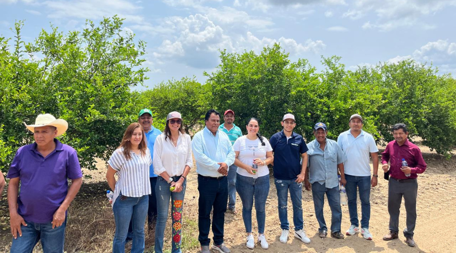 SICARFARMS recorre la Costa de Oaxaca para impulsar el limón mexicano